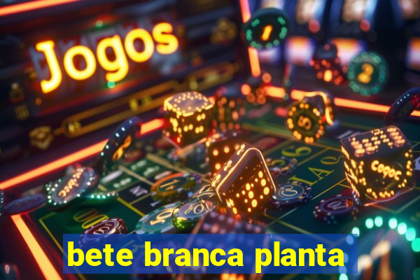 bete branca planta